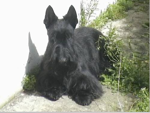 U ' zara Legend of highlands